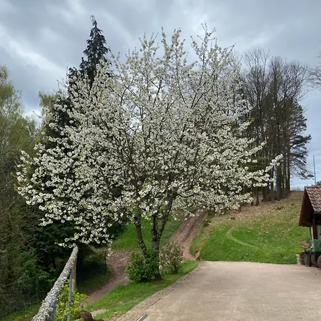 Haus Edith Gossersweiler-Stein Exterior foto